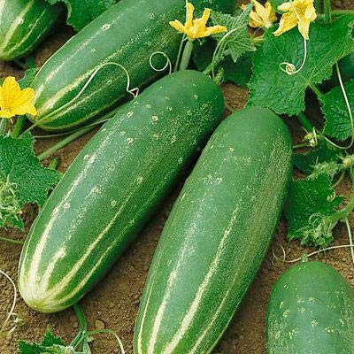 Scientific classification
Kingdom: 	Plantae
Clade: 	Tracheophytes
Clade: 	Angiosperms
Clade: 	Eudicots
Clade: 	Rosids
Order: 	Cucurbitales
Family: 	Cucurbitaceae
Genus: 	Cucumis
Species: 	C. sativus
Binomial name
Cucumis sativus
L.