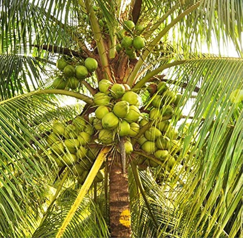 Scientific classification
Kingdom: 	Plantae
Clade: 	Tracheophytes
Clade: 	Angiosperms
Clade: 	Monocots
Clade: 	Commelinids
Order: 	Arecales
Family: 	Arecaceae
Subfamily: 	Arecoideae
Tribe: 	Cocoseae
Genus: 	Cocos
L.
Species: 	C. nucifera
Binomial name
Cocos nucifera
L.