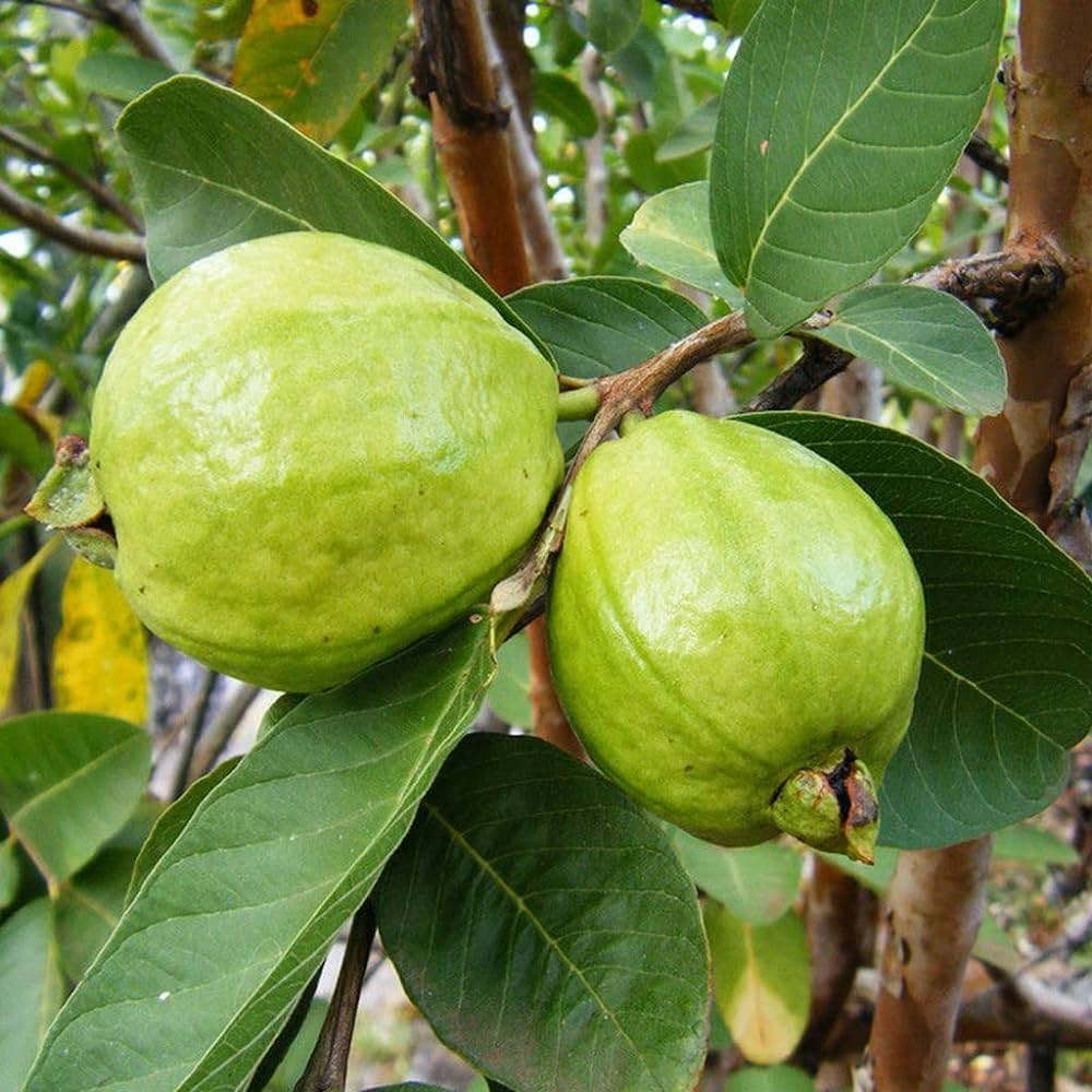 Scientific classification 
Kingdom: 	Plantae
Clade: 	Tracheophytes
Clade: 	Angiosperms
Clade: 	Eudicots
Clade: 	Rosids
Order: 	Myrtales
Family: 	Myrtaceae
Genus: 	Psidium
Species: 	P. guajava
Binomial name
Psidium guajava
L.