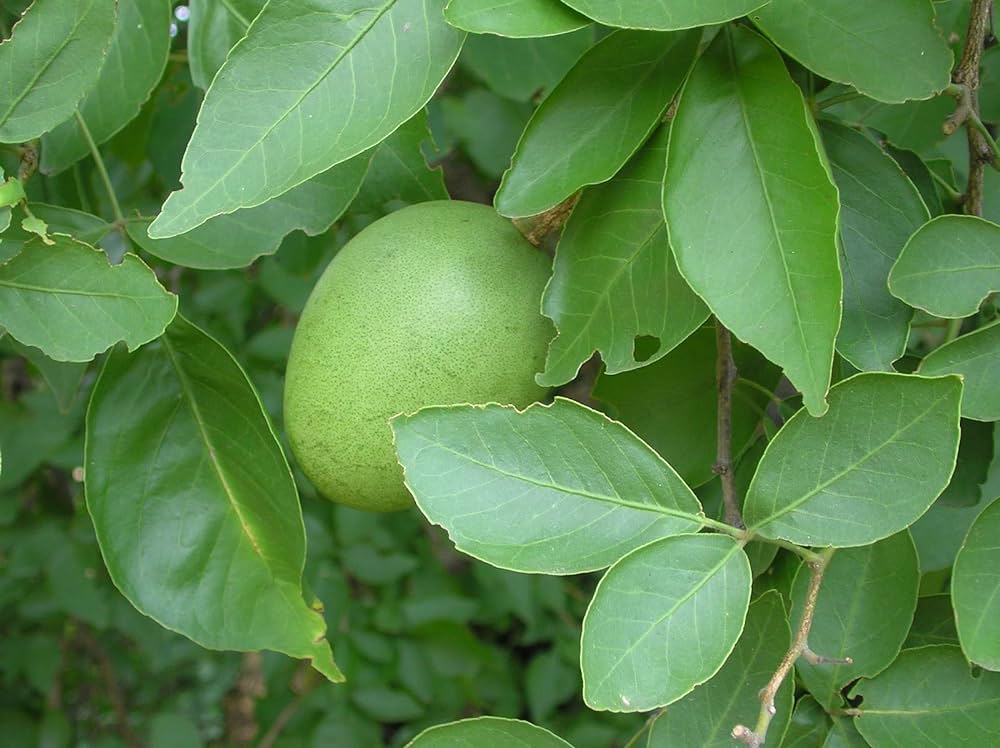 Aegle marmelos