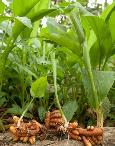 Curcuma longa