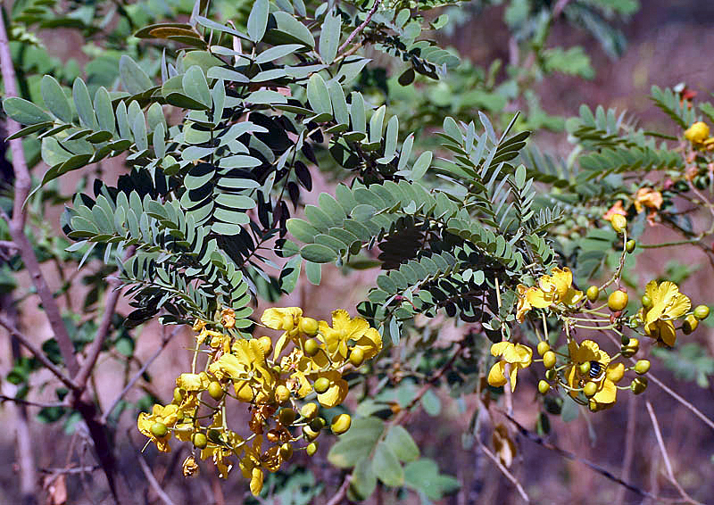 Scientific classification 
Kingdom: 	Plantae
Clade: 	Tracheophytes
Clade: 	Angiosperms
Clade: 	Eudicots
Clade: 	Rosids
Order: 	Fabales
Family: 	Fabaceae
Subfamily: 	Caesalpinioideae
Genus: 	Senna
Species: 	S. auriculata
Binomial name
Senna auriculata
(L.) Roxb.
Synonyms

Cassia auriculata L.
Cassia densistipulata Taub. 