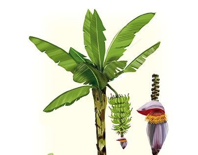 Scientific classification 
Kingdom: 	Plantae
Clade: 	Tracheophytes
Clade: 	Angiosperms
Clade: 	Monocots
Clade: 	Commelinids
Order: 	Zingiberales
Family: 	Musaceae
Genus: 	Musa
Section: 	Musa sect. Musa
Species: 	M. × paradisiaca
Binomial name
Musa × paradisiaca
L.[1]