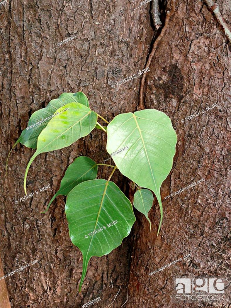 Ficus religiosa