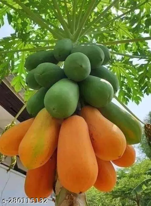 Scientific classification
Kingdom: 	Plantae
Clade: 	Tracheophytes
Clade: 	Angiosperms
Clade: 	Eudicots
Clade: 	Rosids
Order: 	Brassicales
Family: 	Caricaceae
Genus: 	Carica
Species: 	C. papaya
Binomial name
Carica papaya
L.